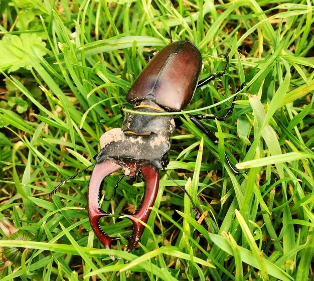 Male stag beetle with long and sharp jaws in wild forest