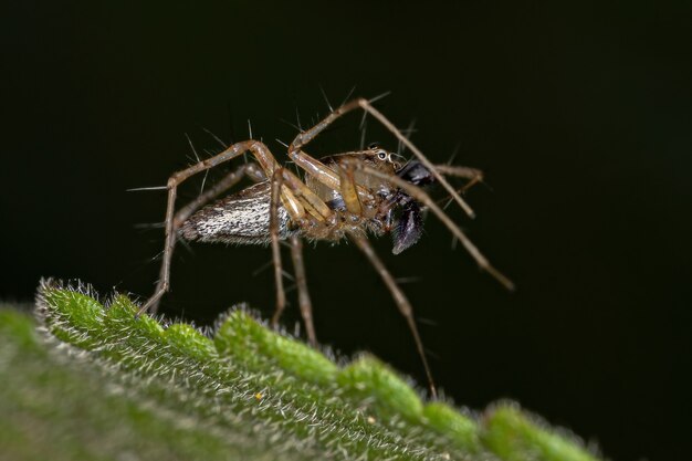 Oxyopes 속의 수컷 줄무늬 스라소니 거미