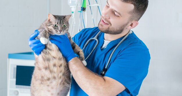 男性外科医が太った猫を診察します。獣医およびペットケアの概念