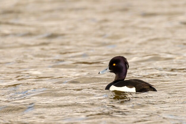 Photo male tufted duck aythya fuligula on a lake