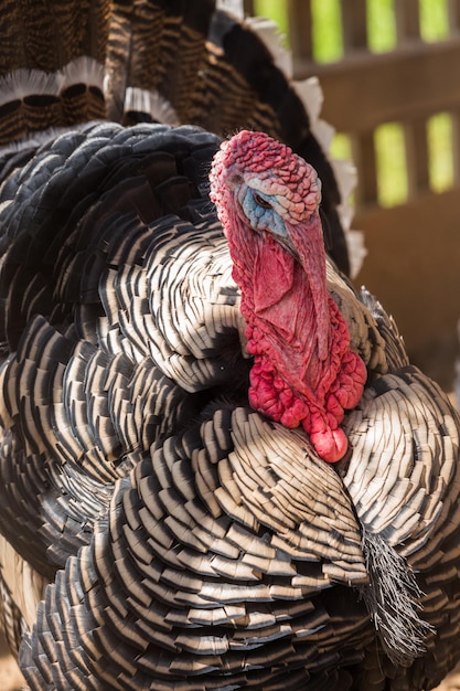 Male turkey on the small farm in the Summer.