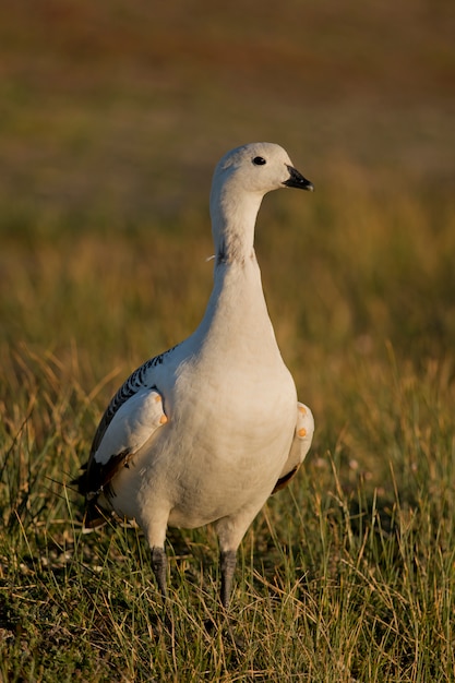 Male Upland Goose