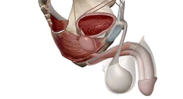 Photo the male urethra connects the urinary bladder to the penis