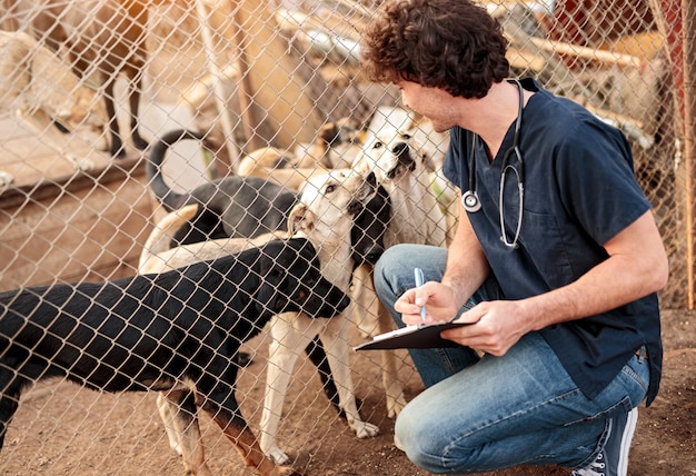 Photo male vet examining dogs in shelter