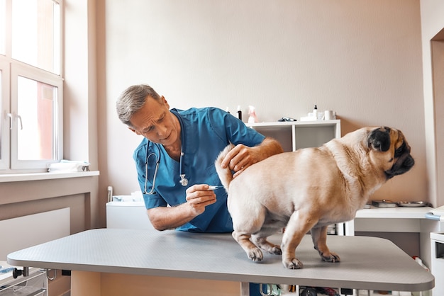 Ветеринар-мужчина измеряет температуру тела мопса в ветеринарной клинике