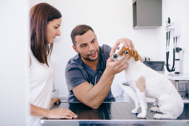 Veterinario maschio che mostra scarsa igiene e placca dei denti su un cane