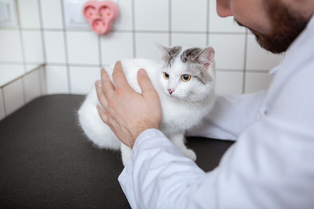 彼のクリニックで猫を持つ男性の獣医