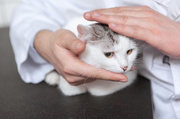 彼のクリニックで猫を持つ男性の獣医