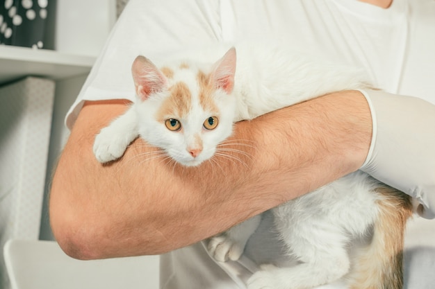 Male veterinarian in gloves and T-shirt holds white and ginger kitten in his arms, for medical examination