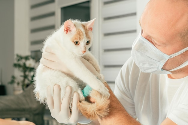 장갑과 티셔츠를 입은 남성 수의사는 건강 검진을 위해 흰색 고양이와 생강 새끼 고양이를 팔에 안고 있습니다.