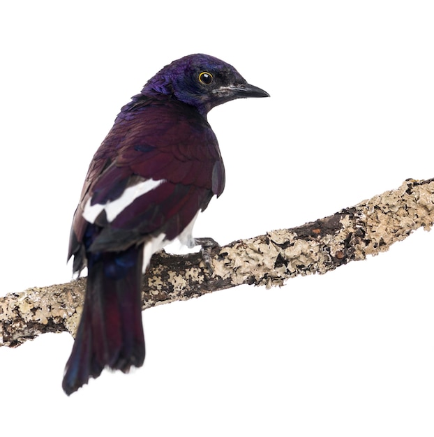 Male Violetbacked Starling on a branch Cinnyricinclus leucogaster isolated on white