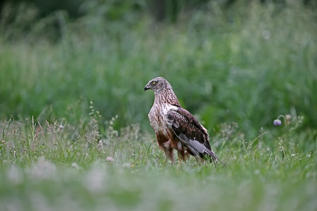 The male The western marsh harrier (Circus aeruginosus) sits on the ground among thick grass.