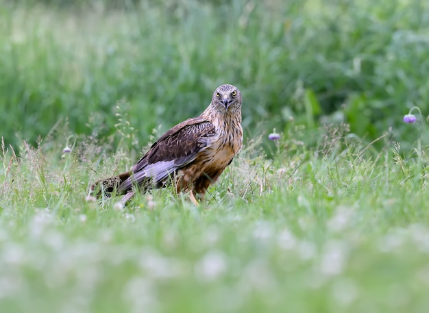 男性のヨーロッパチュウヒ（Circus aeruginosus）は、厚い草の間の地面に座っています。