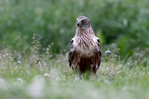 The male The western marsh harrier (Circus aeruginosus) sits on the ground among thick grass.