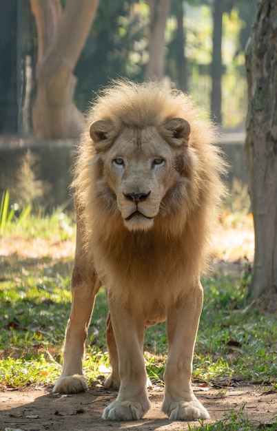 動物園の雄の白いライオン