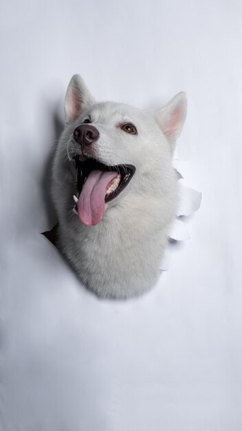 A male white siberian husky dog photoshoot studio pet photography with concept breaking white paper head through it with expression