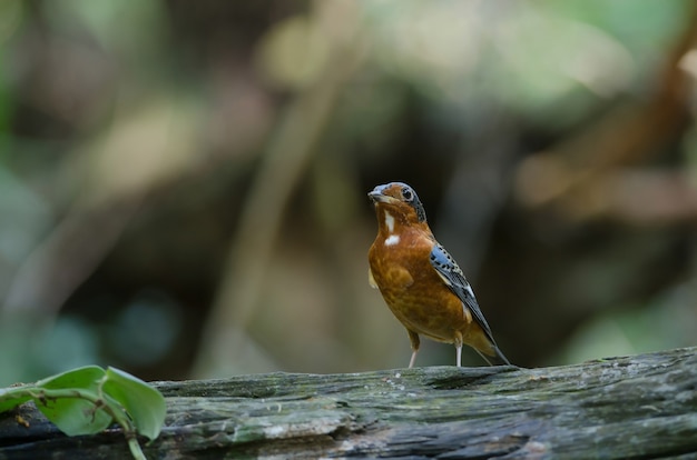 白い喉を刺された雄鶏のスラッシュ（Monticola gularis）の自然の男性タイ