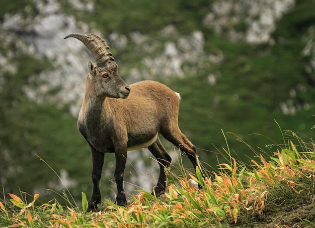 アルプス山脈の野生のカプラ・イベックス (Steinbock) 