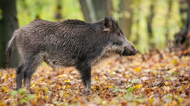 Cinghiale maschio che ascolta attentamente in un bosco