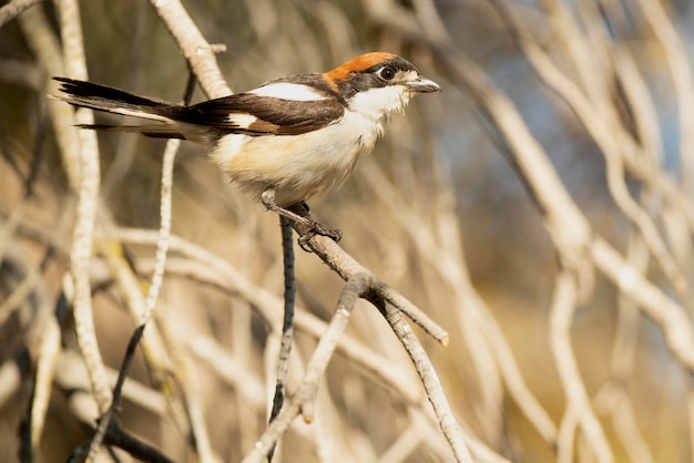 Male Woodchat shrike in rutting plumage at first light on his breeding territory