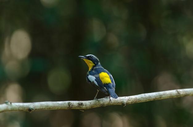 수컷 노랑 rumped flycatcher (Ficedula zanthopygia)