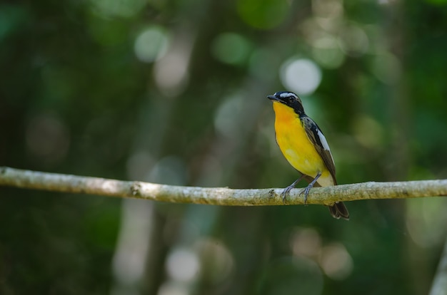 Photo male yellow rumped flycatcher (ficedula zanthopygia)