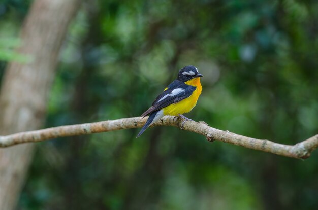 男性の黄色のヒタキヒタキ（Ficedula zanthopygia）