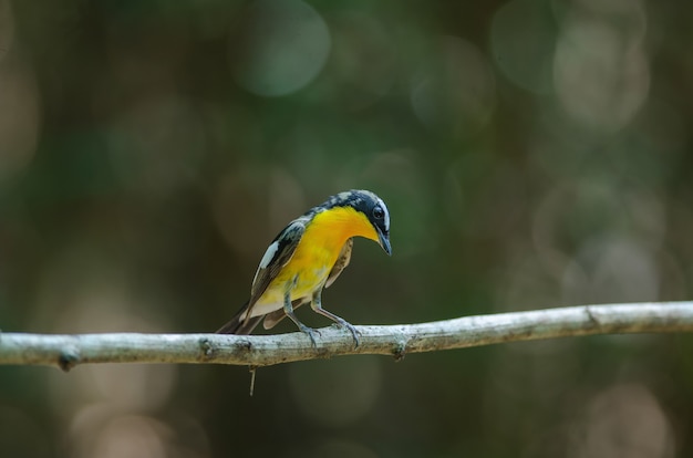 男性の黄色のヒタキヒタキ（Ficedula zanthopygia）