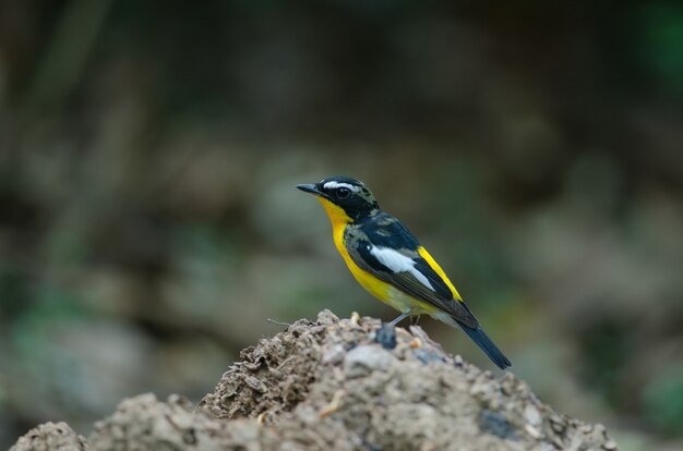 Photo male yellow rumped flycatcher (ficedula zanthopygia)