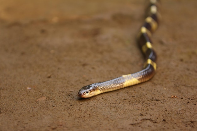 Maleise krait-slang of blauwe krait is een zeer giftige slangensoort