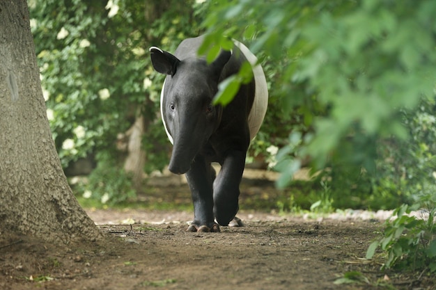 Foto maleise tapir met baby in de natuurhabitat