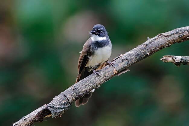 Maleisische Bonte Fantail Rhipidura javanica Mooie vogels van Thailand