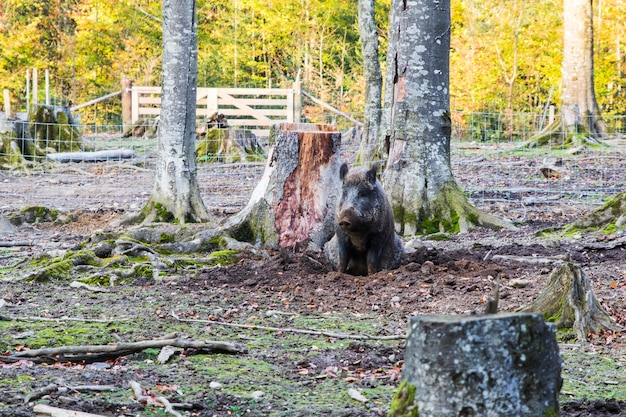 Males Wild-boar fighting in a forest