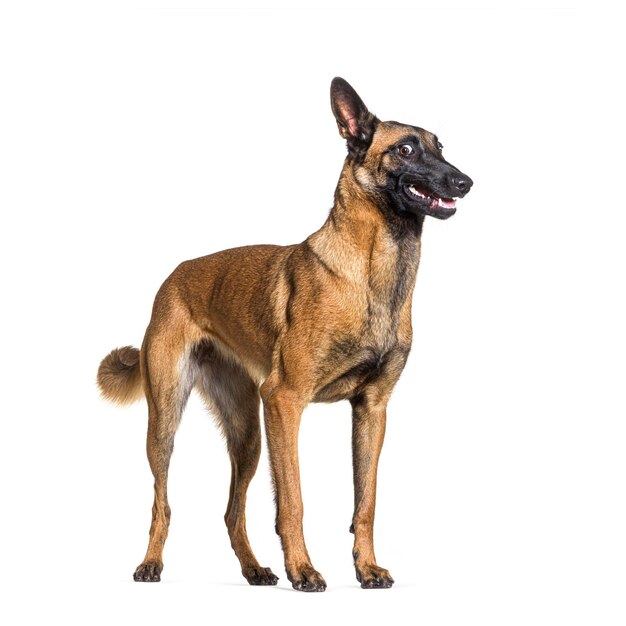 사진 말리노이 (malinois) 는 벨기에 목자 개로도 알려져 있습니다. 색에서 고립된 이상하거나 놀라운 모습입니다.