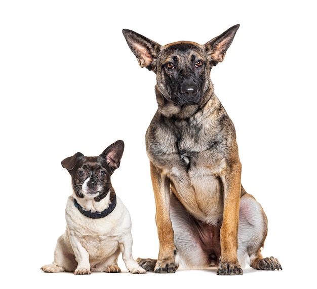 Malinois and Bastarddog wearing collar isolated on white