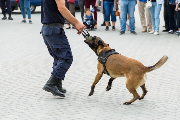 Malinois 벨기에 양치기는 국경을 지키고 국경 부대는 위반을 감지하는 개의 능력을 보여줍니다 흰색 배경에 고립 된 이미지