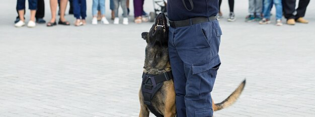 Il pastore belga del malinois sorveglia il confine le truppe di confine dimostrano l'abilità dei cani