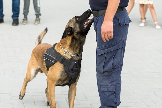 국경을 지키는 Malinois 벨기에 양치기 국경 부대는 개 능력을 보여줍니다