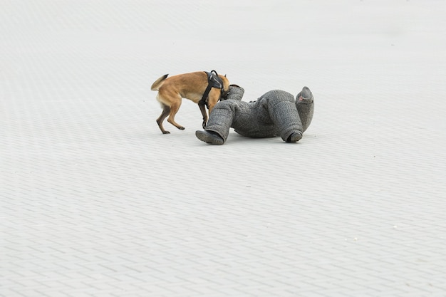 국경을 지키는 Malinois 벨기에 양치기 국경 부대는 개 능력을 보여줍니다