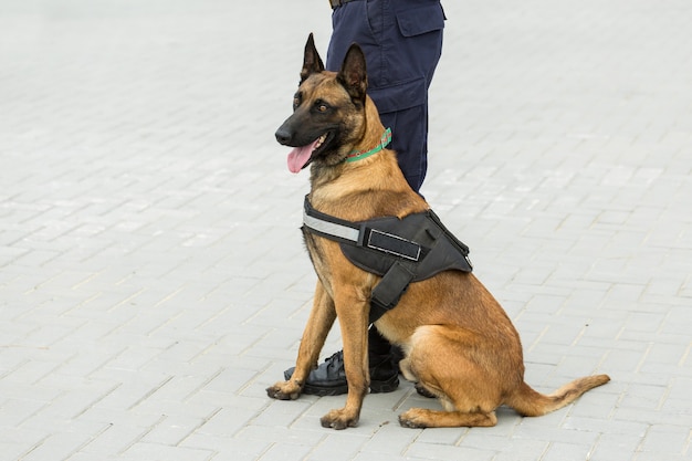 국경을 지키는 Malinois 벨기에 양치기 국경 부대는 개 능력을 보여줍니다