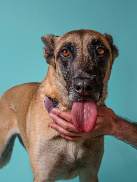 Malinois breed dog looking at the camera with his tongue out in front of a blue background