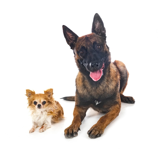 Malinois and chihuahua in studio