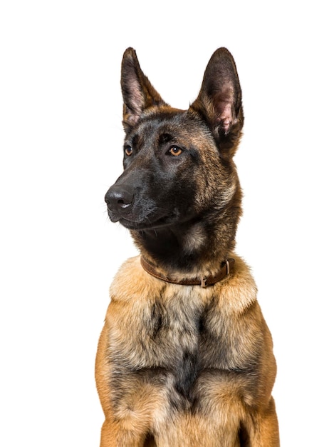 Malinois die tegen witte achtergrond zitten