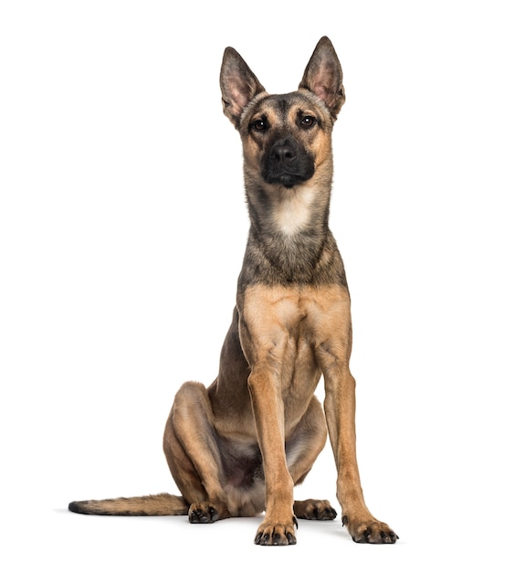 Malinois 개, 2세, 흰색 배경 앞에 앉아