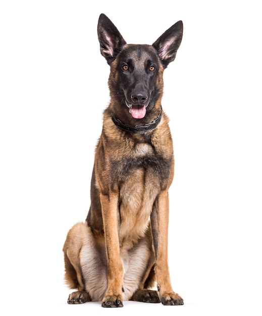 Malinois 개, 22개월, 흰색 배경에 앉아