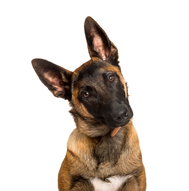 Malinois dog looking at camera against white background