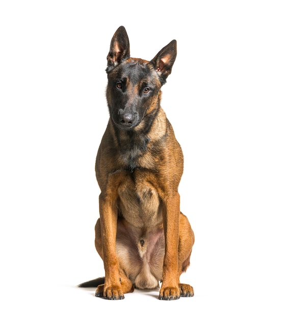 카메라를 보고 있는 Malinois 개는 흰색으로 분리됩니다.