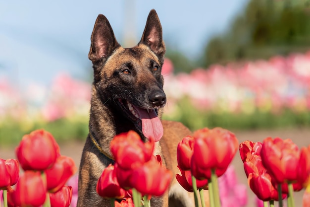 Malinois dog sits in a field of tulips