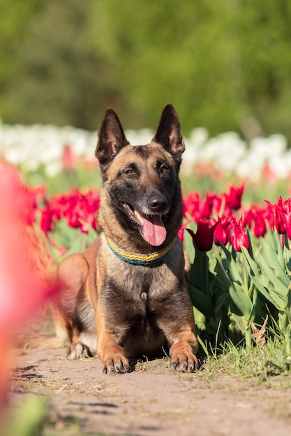 Malinois dog sits in a field of tulips