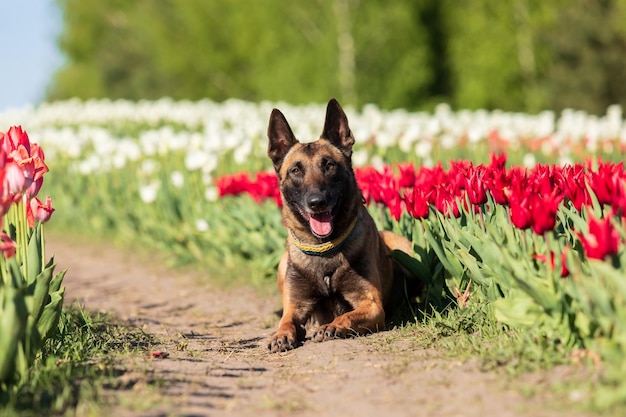 Собака малинуа сидит в поле тюльпанов